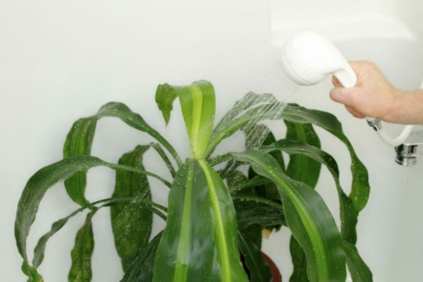 Watering a house plant couldn't be any easier in bathroom.